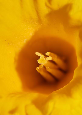 Narcissus flower macro