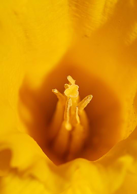 Narcissus Amaryllidaceae