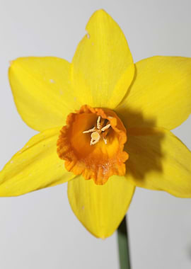 Narcissus blossoming macro