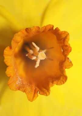 Narcissus blossoming macro