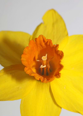 Narcissus blossoming macro