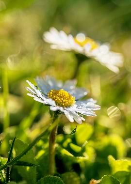 White flower, spring daisy