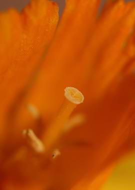 Narcissus blossoming macro