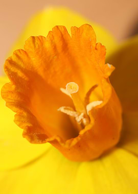 Narcissus Amaryllidaceae