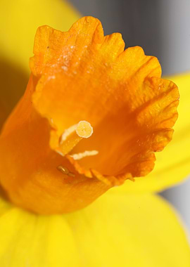 Narcissus blossoming macro