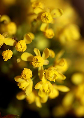 Berberis aquifolium flower