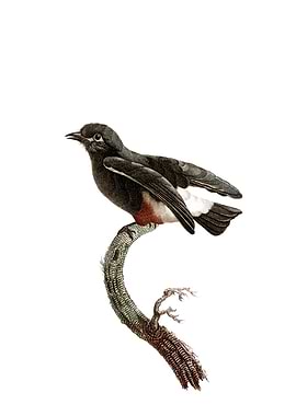 Swallow Winged Puffbird