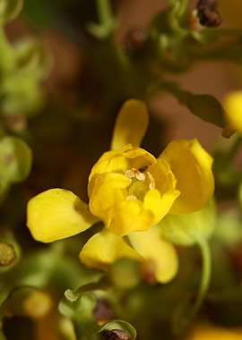 Berberis aquifolium flower