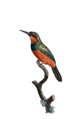 Green Tailed Jacamar Bird