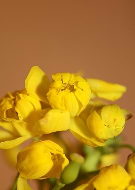 Berberis aquifolium flower