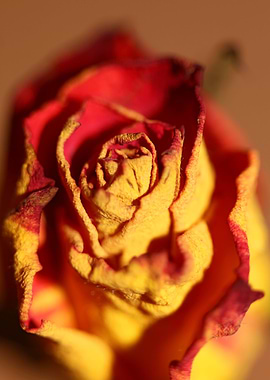 Rosa flower blossom macro