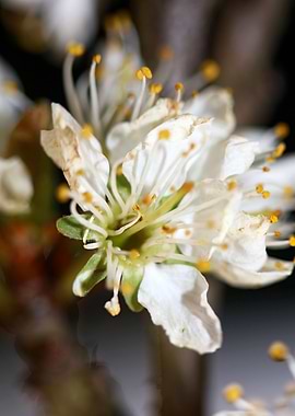 Prunus avium flower macro