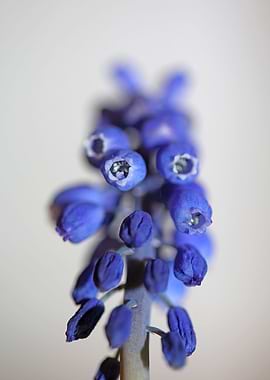 Muscari neglectum close up