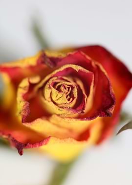 Rosa flower rosaceae macro