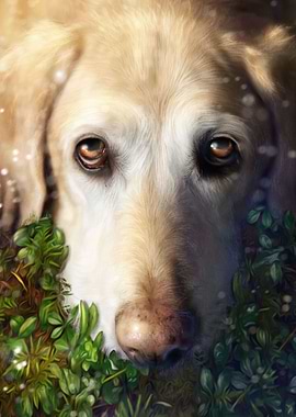 Beautiful Dog in the Grass