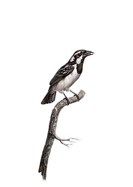 Black Throat Sparrow Bird