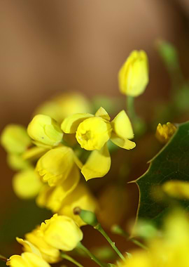 Berberis aquifolium flower