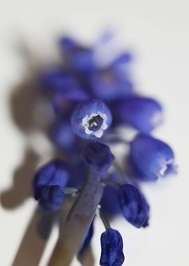 Muscari neglectum close up