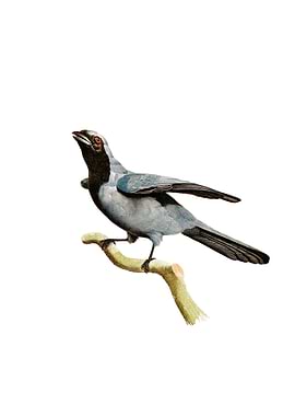 Black Masked Roller Bird