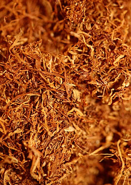 Rolling tobacco close up