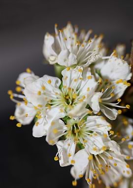 Prunus avium flower macro
