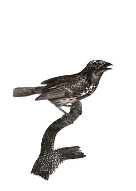 Vintage Gilded Barbet Bird