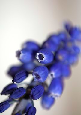 Muscari neglectum close up