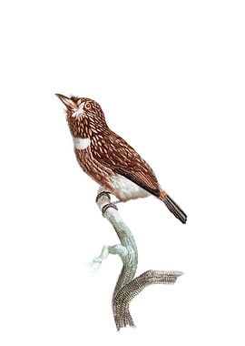 White Chested Puffbird