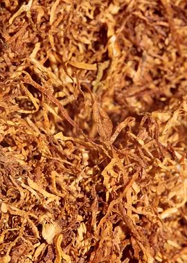 Rolling tobacco leaves