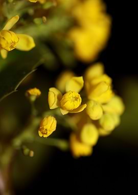 Berberis aquifolium flower