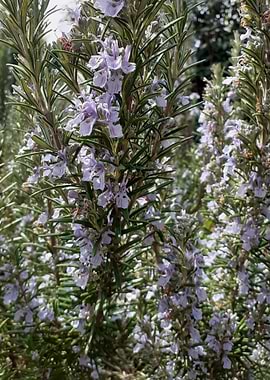 flower rosemary