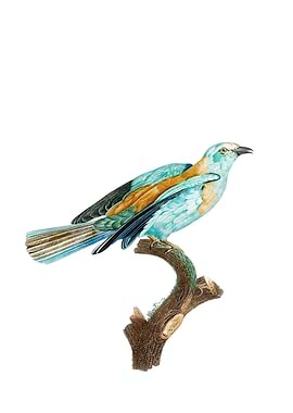 Abyssinian Roller Bird