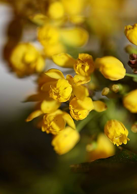 Berberis aquifolium flower