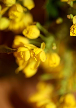 Berberis aquifolium flower