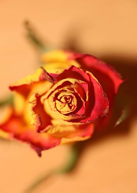 Rosa flower rosaceae macro