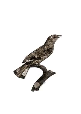 Roller Of Africa Bird