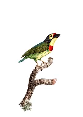 Coppersmith Barbet Bird
