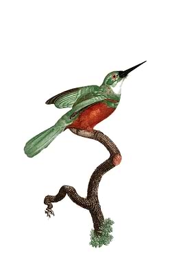 Green Tailed Jacamar Bird