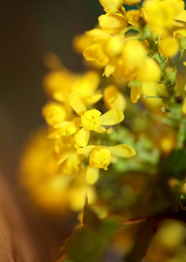 Berberis aquifolium flower