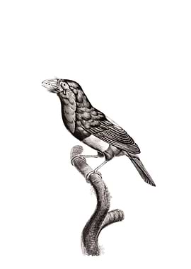 Coppersmith Barbet Bird