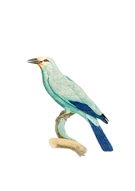 Vintage Green Roller Bird