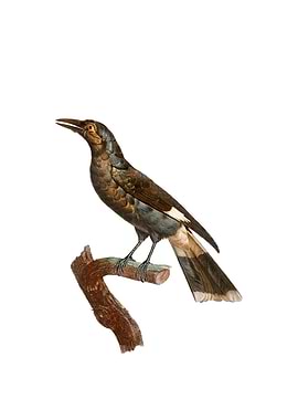 Curl Crested Manucode Bird