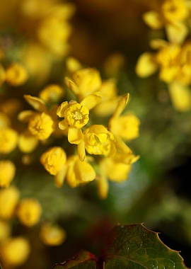 Berberis aquifolium flower