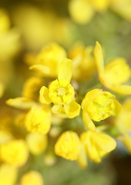Berberis aquifolium flower
