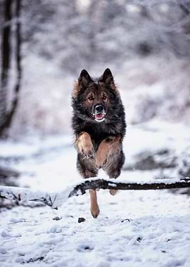 Dog, German Shepherd, pet