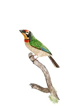 Black Collared Barbet Bird
