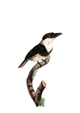 Black Billed Tamatia Bird