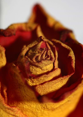 Rosa flower blossom macro