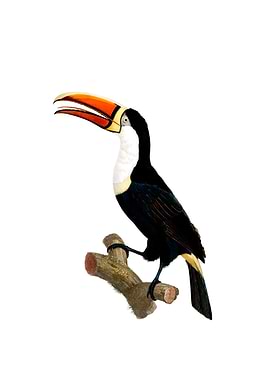 Yellow Necklace Toucan