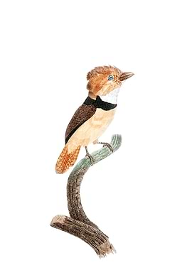 Black Necked Stilt Bird